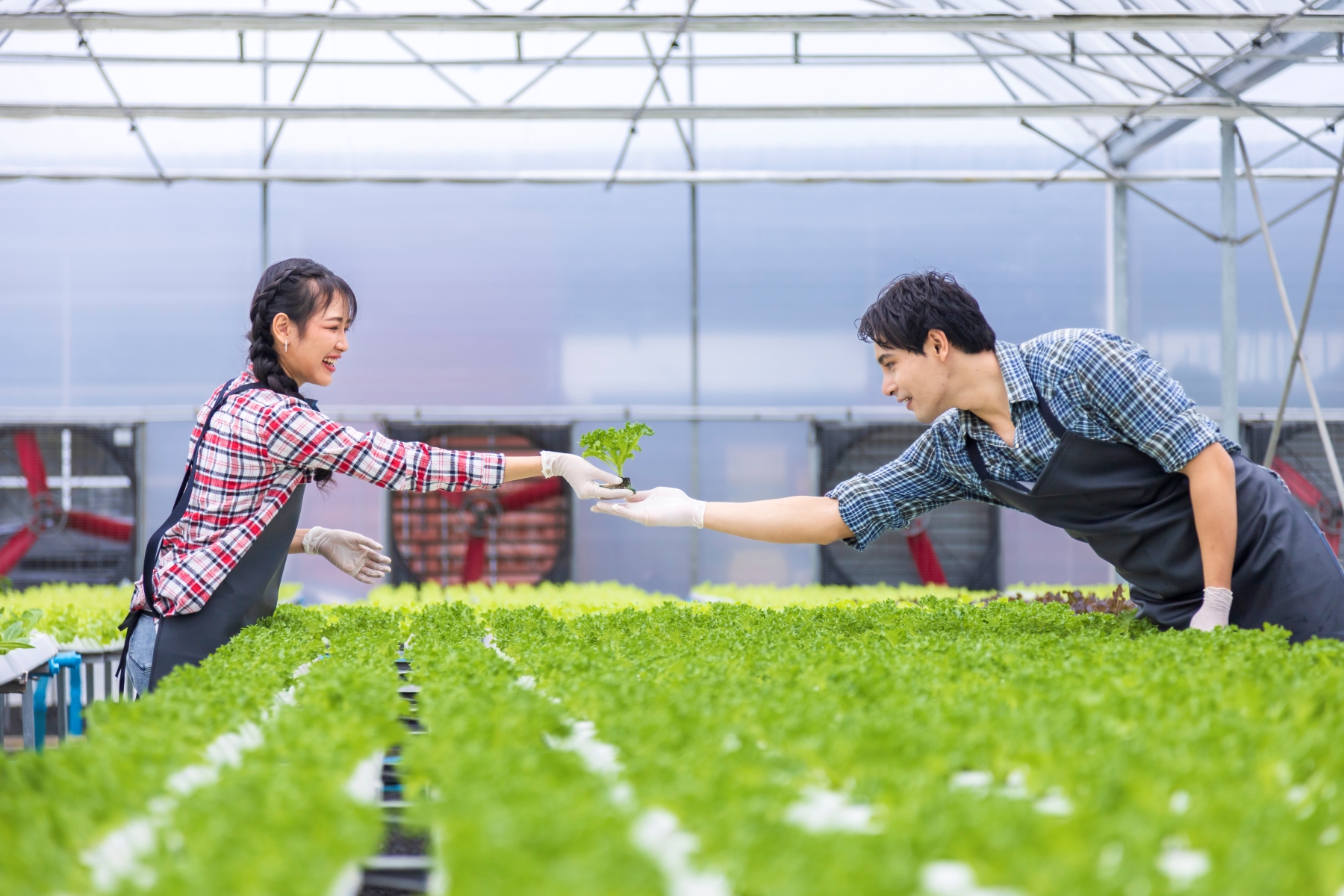 Eversorb® 990 Building a Robust and Sustainable Agricultural Future